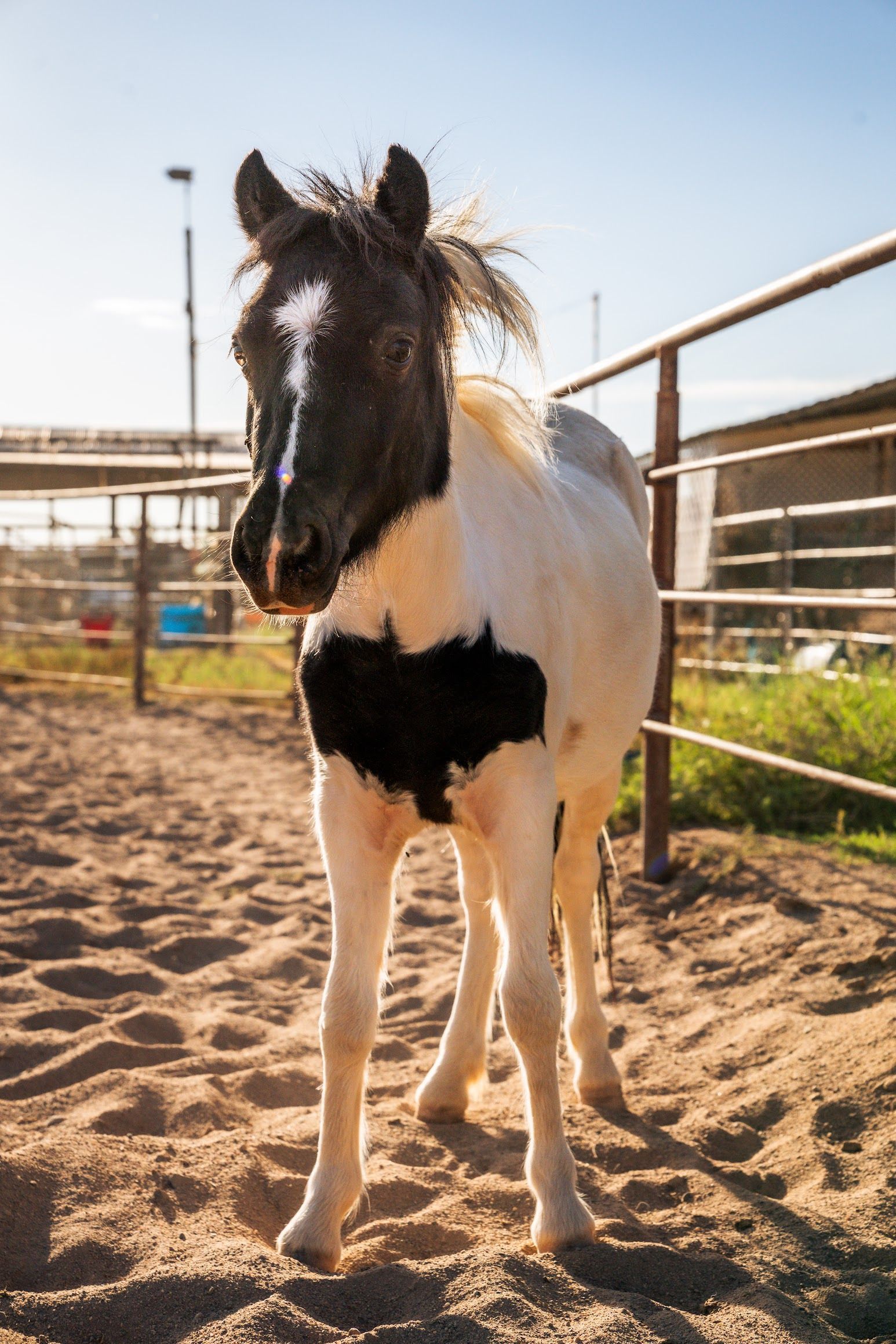 Aribella, therapy horse at The Psychology Lab