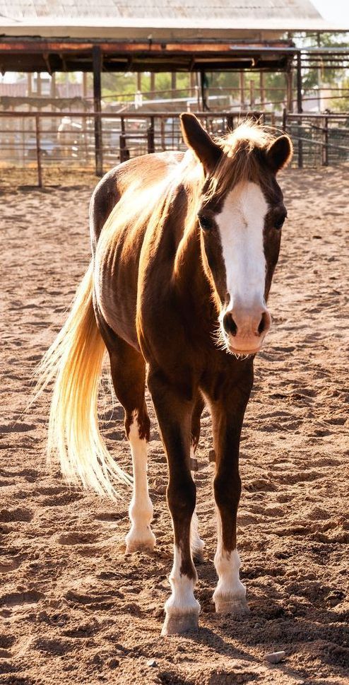 Caramel, therapy horse at The Psychology Lab