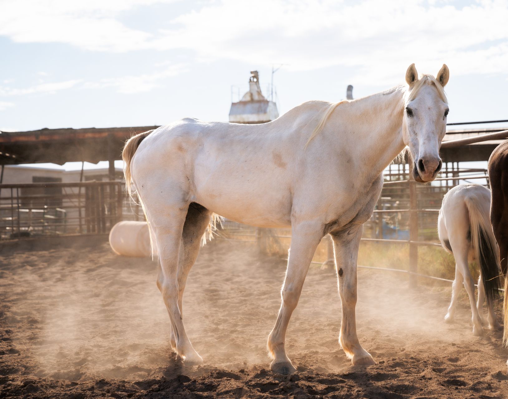 Casper, therapy horse at The Psychology Lab