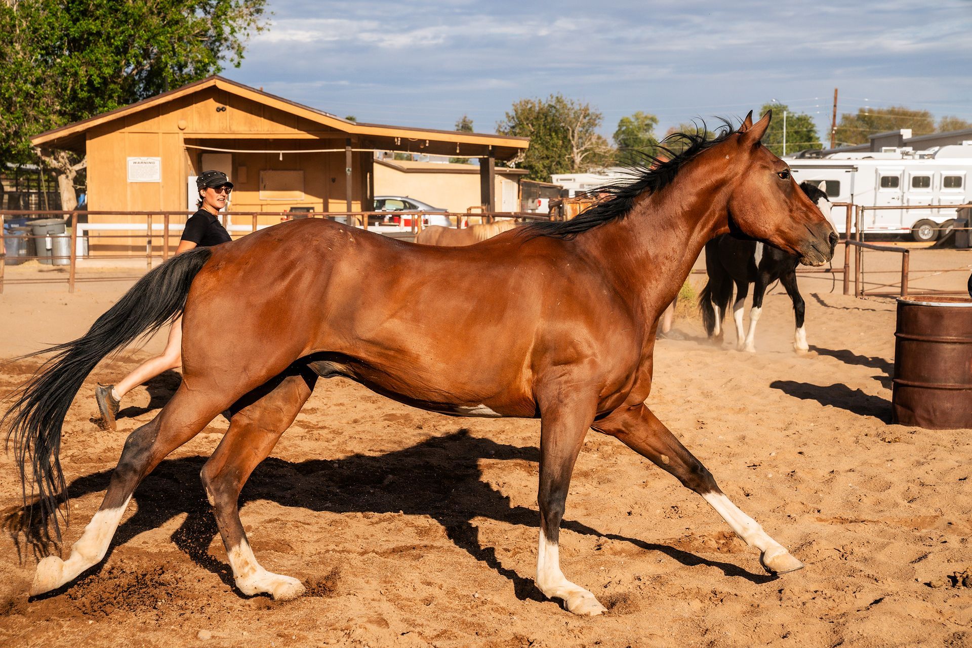 Marshmellow, therapy horse at The Psychology Lab